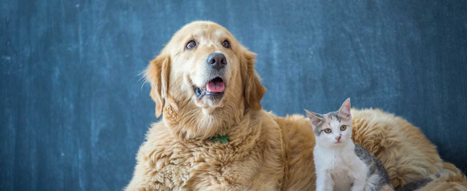 a brown dog and black cat laying down