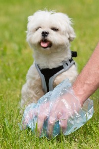 Picking up dog waste