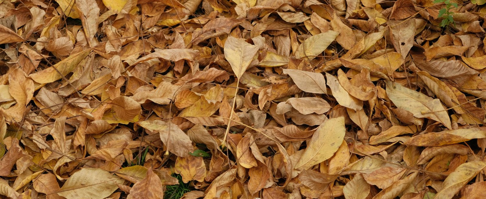 Leaves Banner Image
