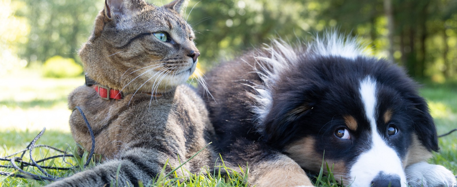 Cat and Dog in grassa