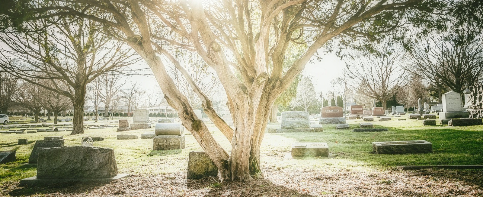 image of cemetery with large tree and headstones