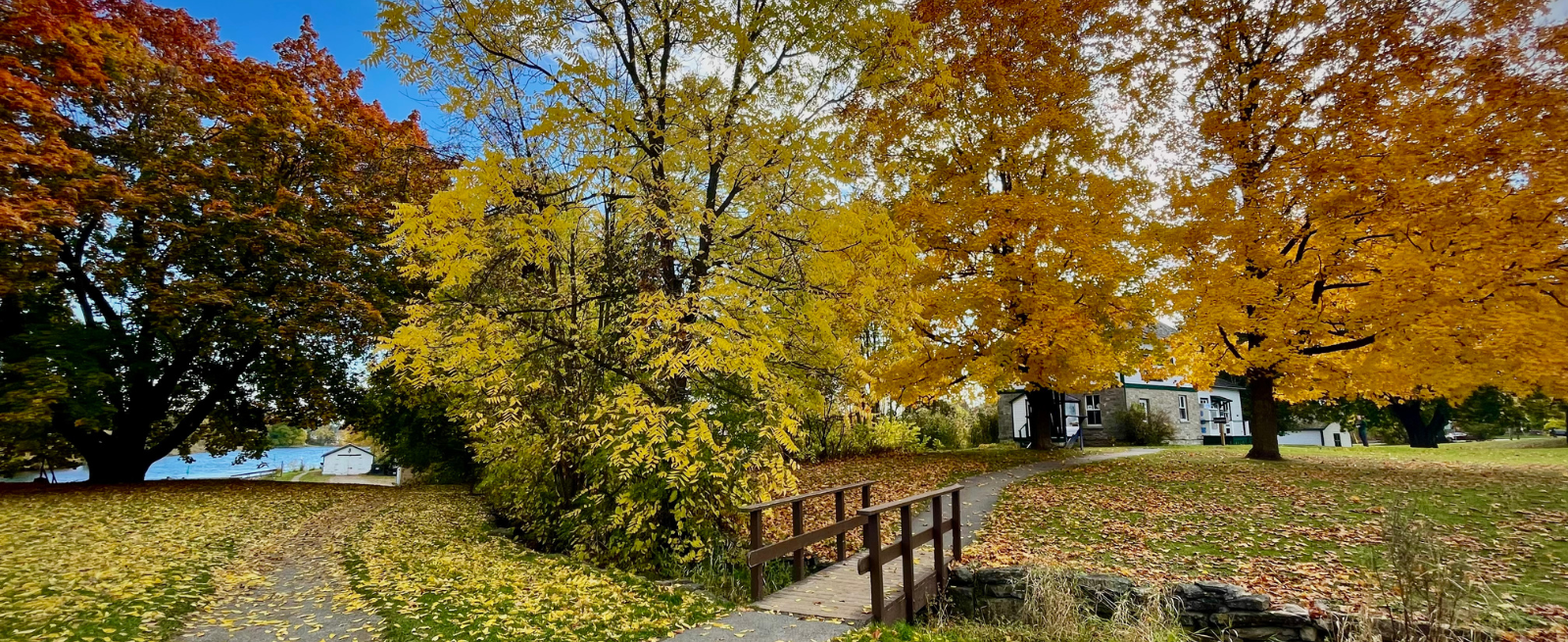 House with front yard full of leaves from trees around